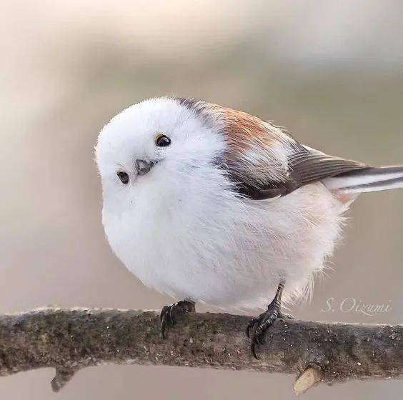 不喜雀