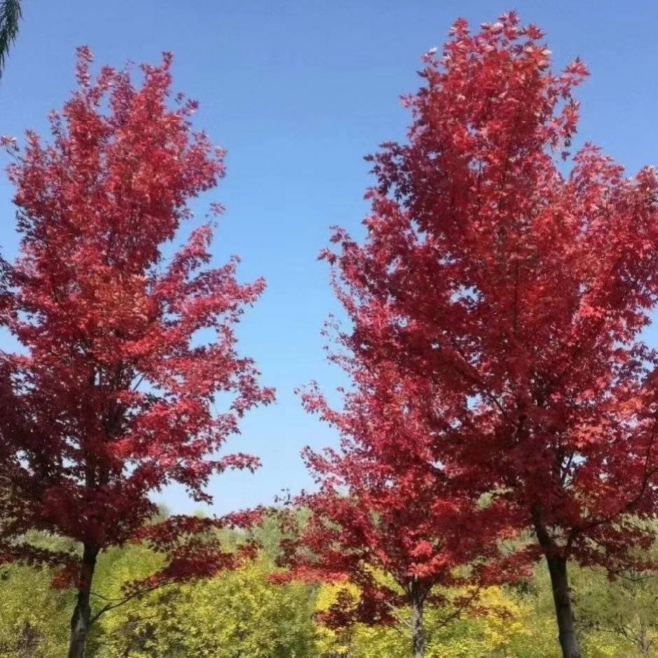 risc-v tree